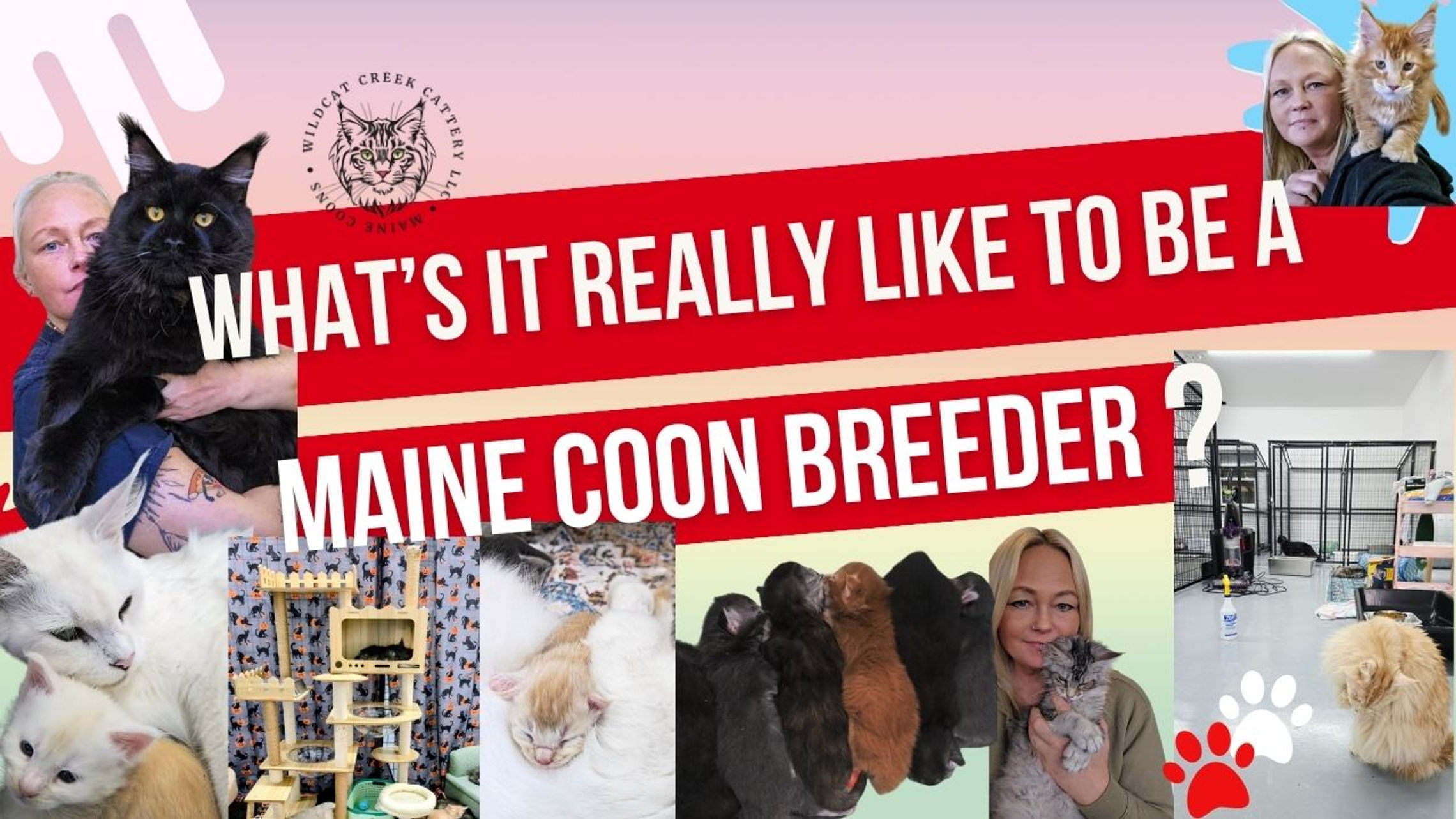 Maine Coon Cats | Educational Videos | Breeder Edition